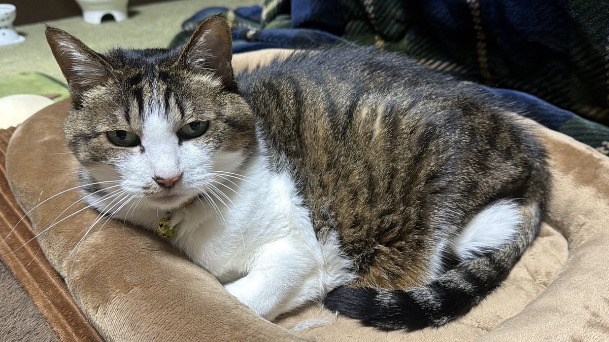 たけし先生(シニア猫チビチビの飼い主) tweet media