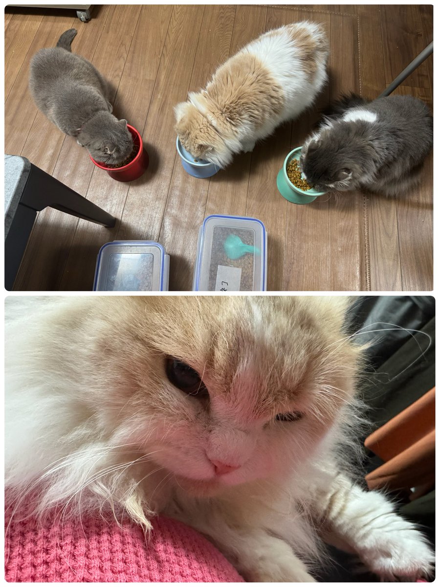 kikimaru529's tweet photo. 体重は測っていないんだけど、こはるが巨大化してる。こむぎが小さく見える。メインクーンかと思うぐらい、重たい。
抱っこが嫌いで不貞腐れてる顔。
　#スコティッシュ
　#スコティッシュフォールド 
　#猫好きさんと繋がりたい𓏲𓎨 https://t.co/LtwMzAsOeT