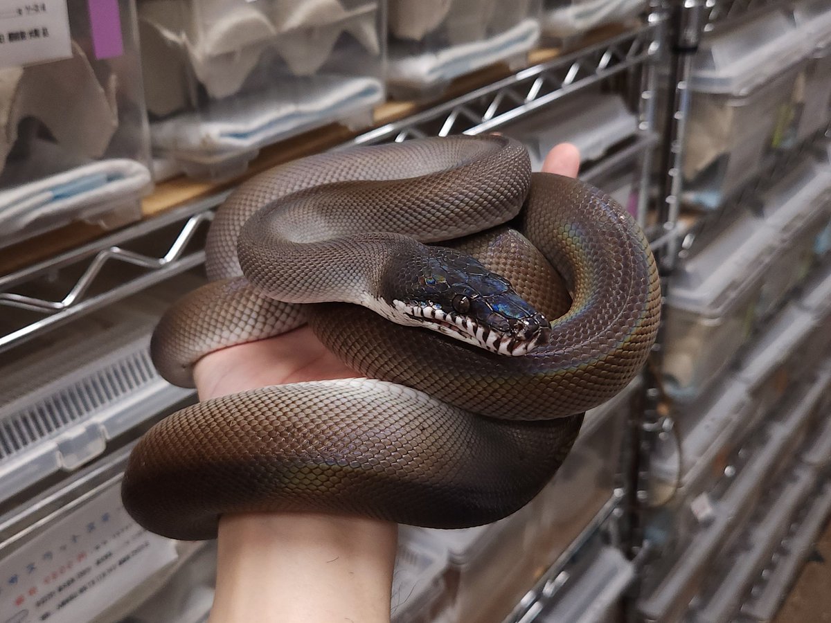 ぎゅい/爬虫類専門店ＥＳＰスタッフ tweet media