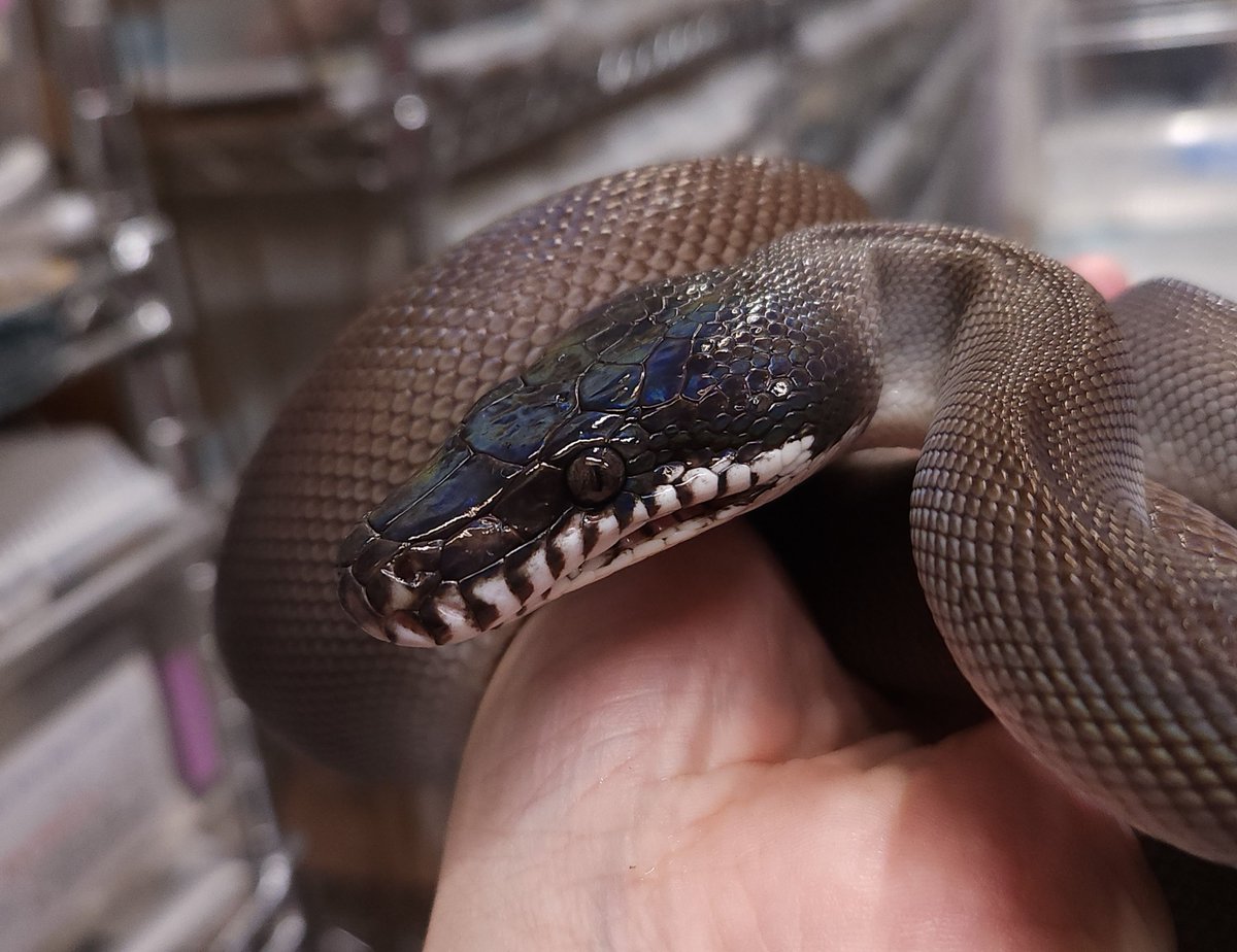 ぎゅい/爬虫類専門店ＥＳＰスタッフ tweet media