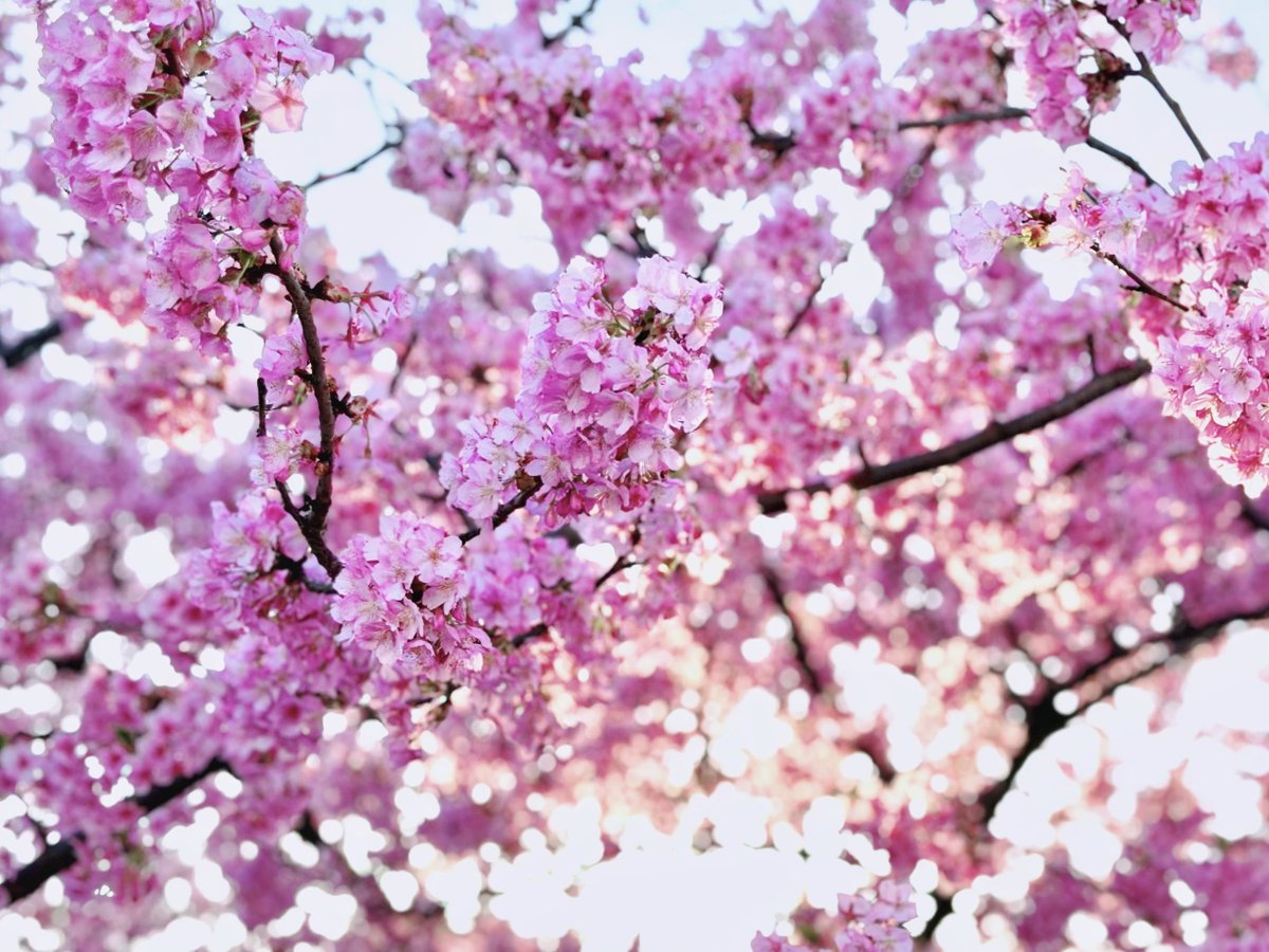 もう桜が満開だった🌸