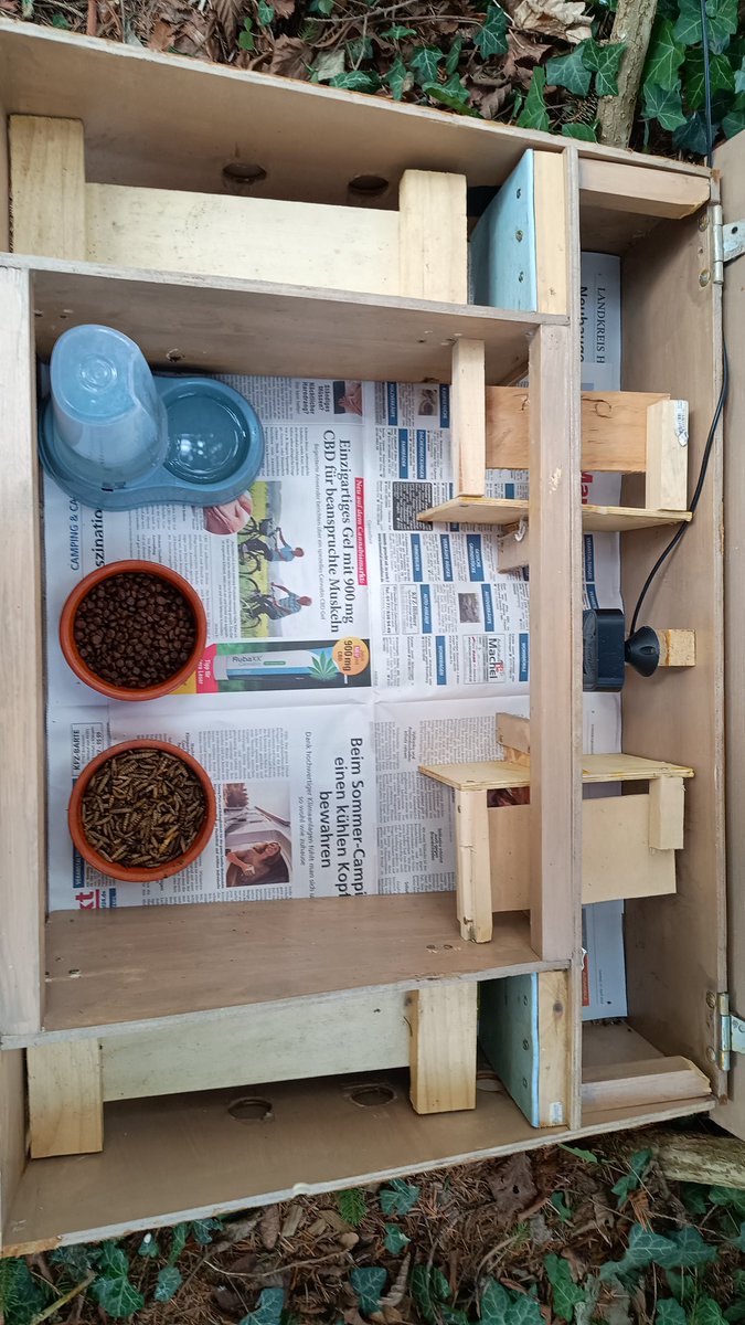 squirrelpics1's tweet image. Nicht nur das Mützehaus 🧢 🦔 wartet auf hungrige Stacheltiere. Unsere vier Igelfutterhäuser sind das ganze Jahr über mit leckerem Futter für die Stacheltiere. Wer ist der erste? Ist er gesund? 🦔 🏡 🌳
#Igel
#GartenTiere