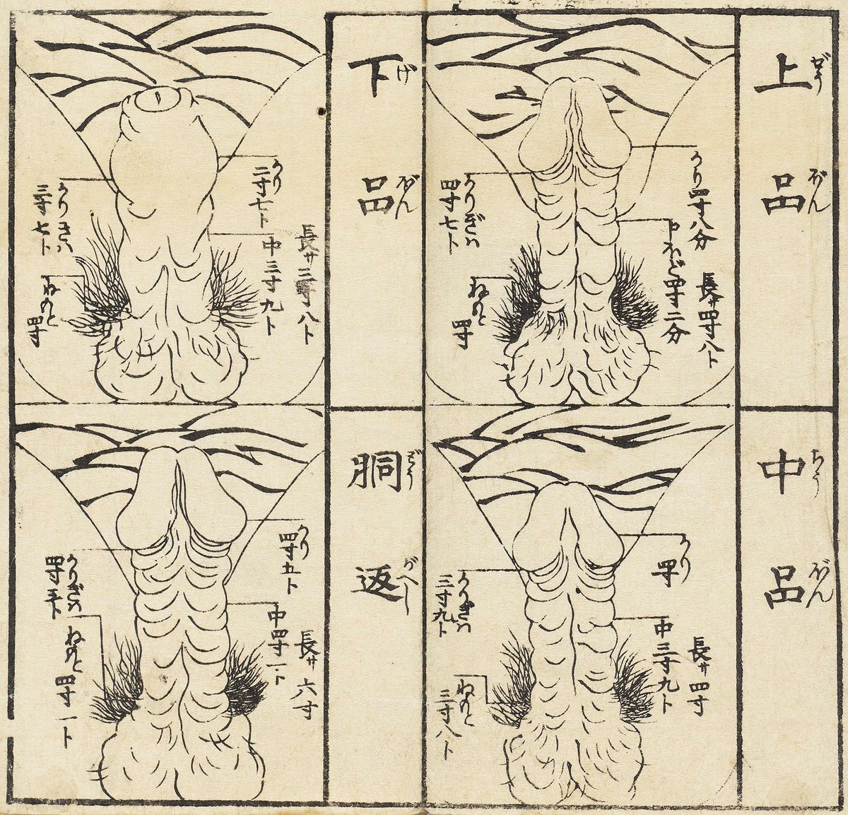 渓斎英泉『あづまひな形』（1839年)に男根のランクが記されてある。

上級の男根は、勃起時に長さが四寸八分（約14.5㎝）、下級の男根は三寸八分（約11.5㎝）とある。

陰茎の太さも記されており、平均的な勃起時の茎の太さは、三寸九分（約11.8㎝）