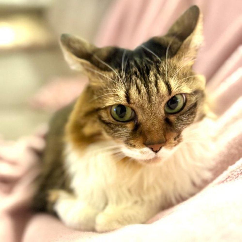 ココ@長毛のキジトラ tweet media