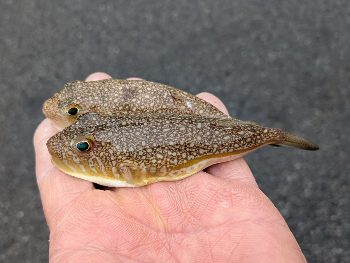 久し振りに明るい時間帯での定置網漁操業でシッポウフグを確保🐡
お隣の定置網には２個体♪