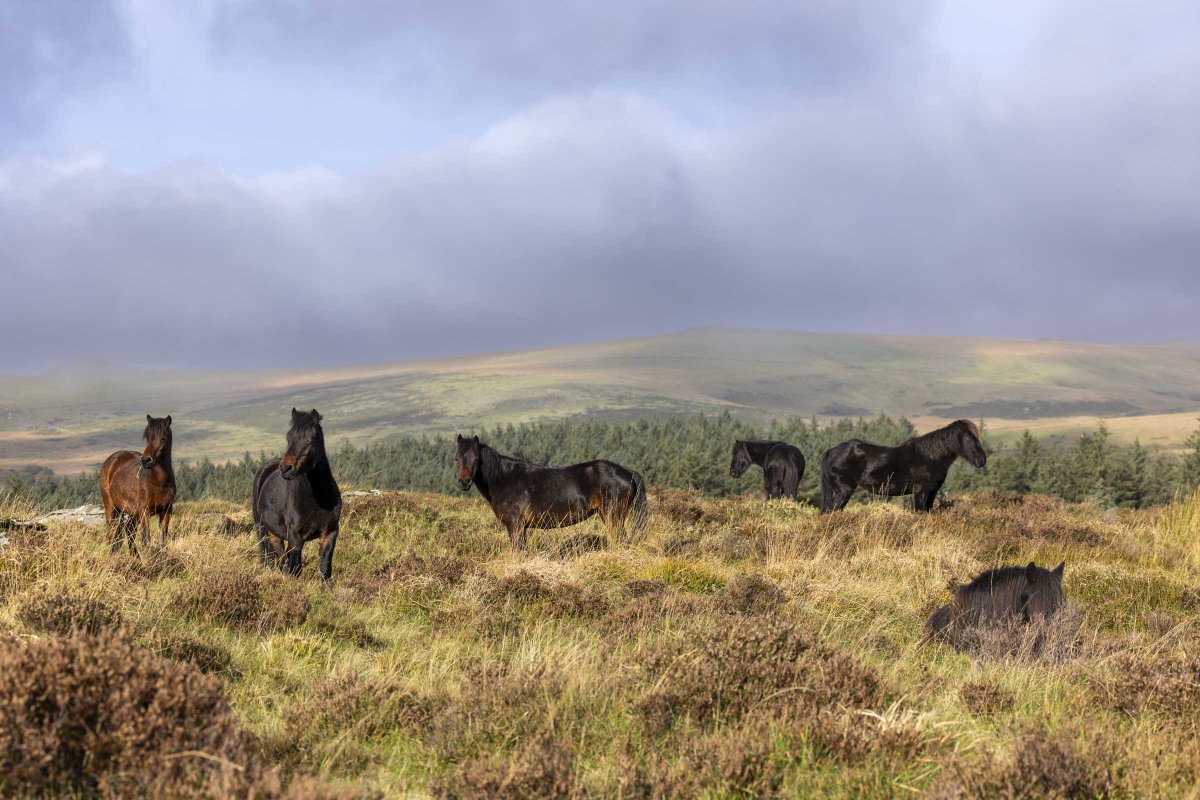 For over a decade now, I’ve followed the Dartmoor Pony Heritage Trust herd across Bellever, through wind, mist, blazing sun, winter frost and snow, documenting not just their lives, but their impact.

From the ground, you see ponies grazing.
From above, Bellever tells a deeper