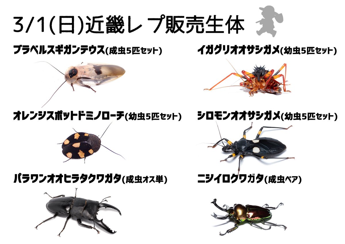 明日の近畿レプに連れていく生体一覧です！ 遠征のため多くは連れて