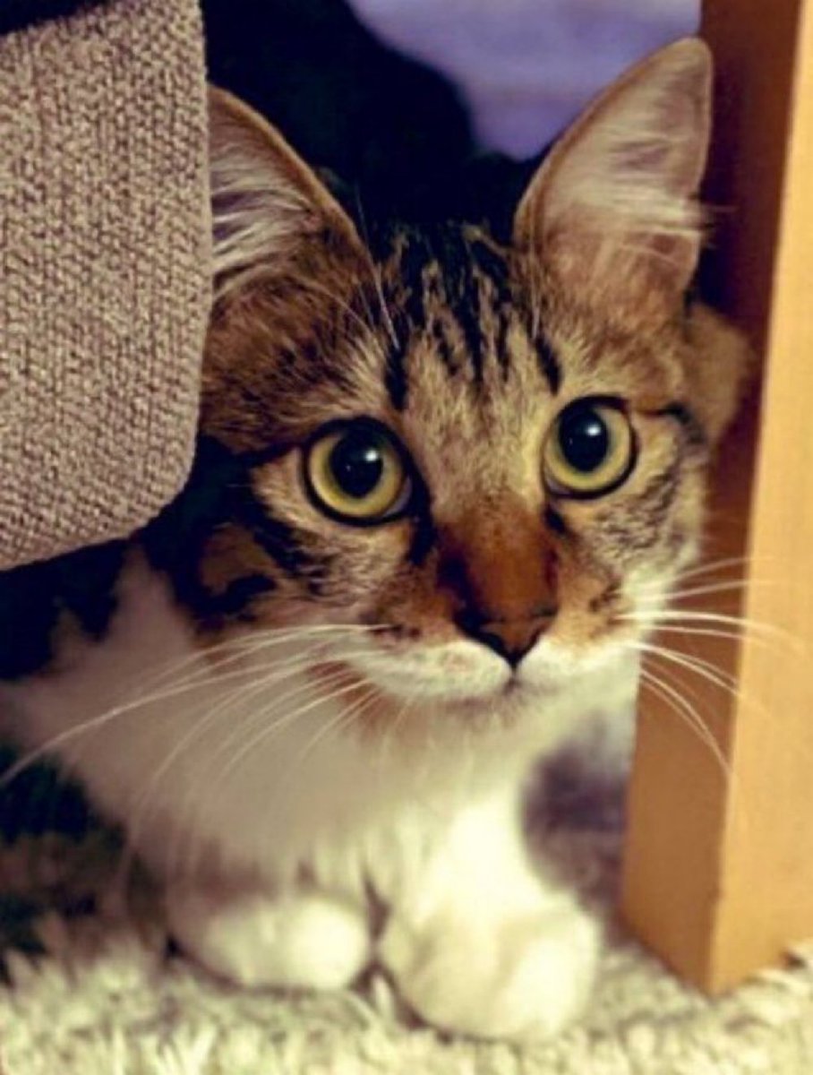 ココ＠長毛のキジトラ tweet media