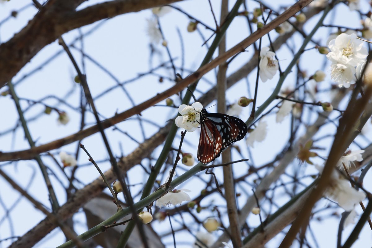 北極星🌟&風鈴草🍀 葉紫 tweet media