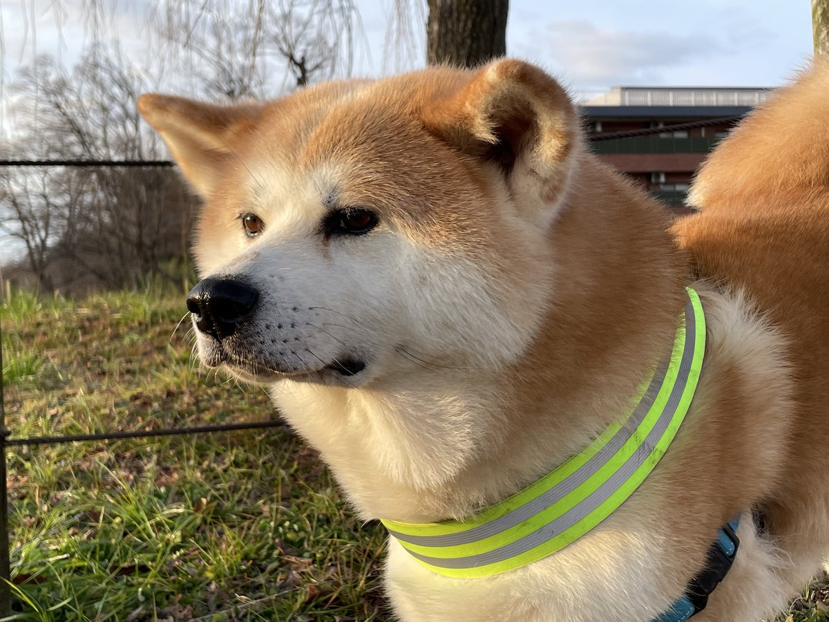 今日の一枚(その2) #モフモフズ #秋田犬