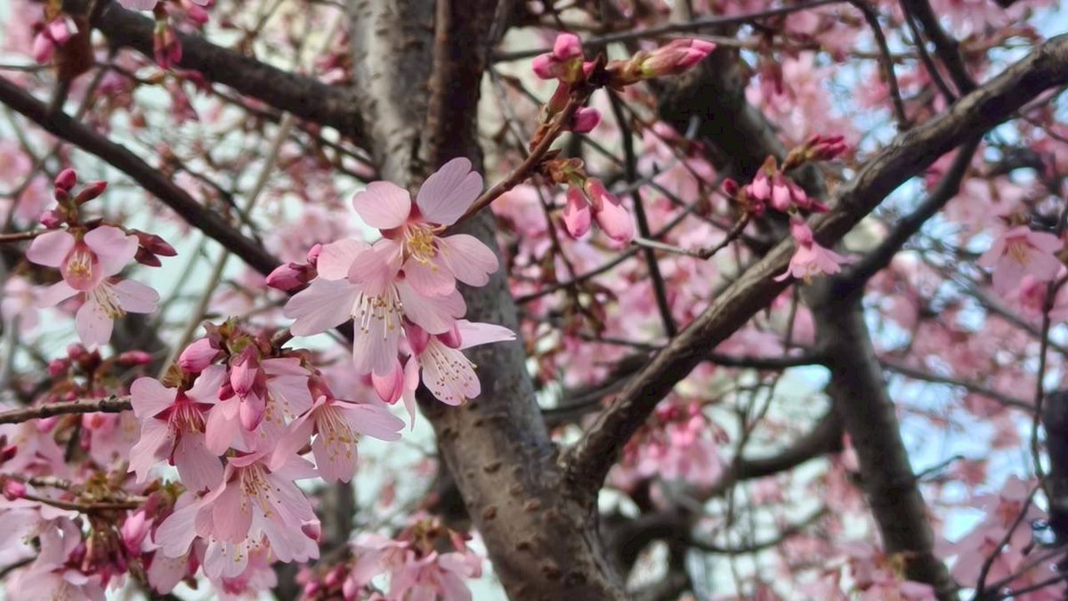 Everest_copy's tweet photo. 梅の花だと思ったら桜だった
まだ2月なのに…

#東京は春 https://t.co/gj59e3ZR08