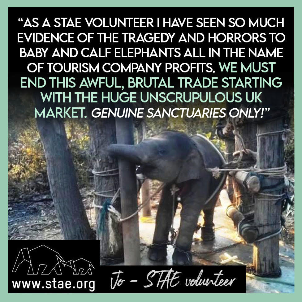 Save The Asian Elephants tweet media