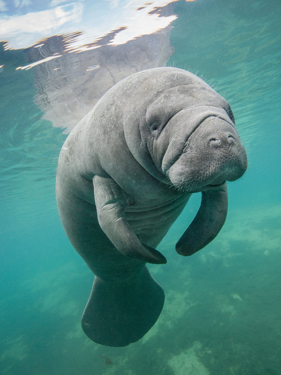 AnimalPlanet's tweet image. Sweet little manatee!

#DidYouKnow Manatees swim using their tails in an up and down motion to propel themselves forward!

📸: Gregory Sweeney

#manatee #wildlife