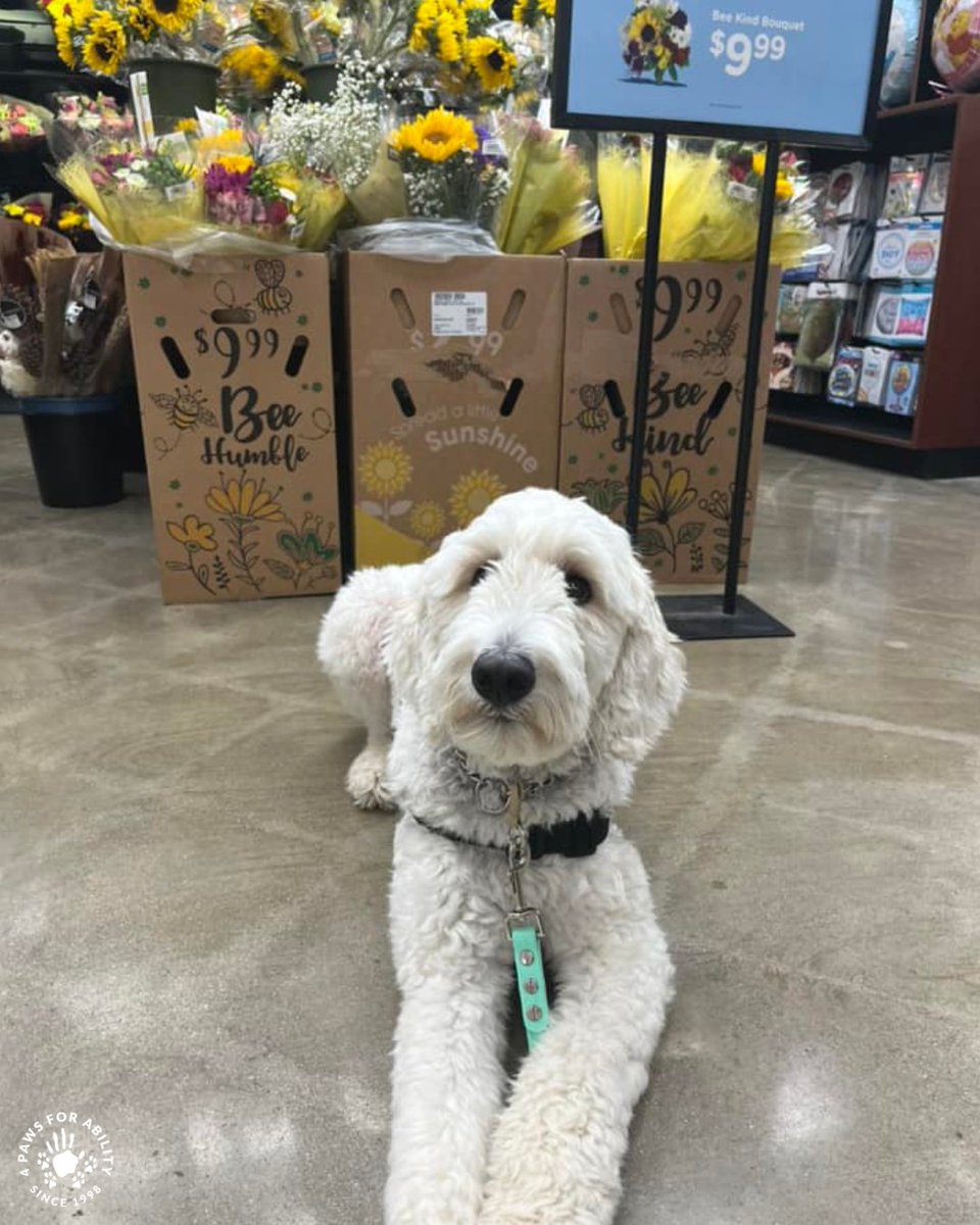 4 Paws For Ability tweet media