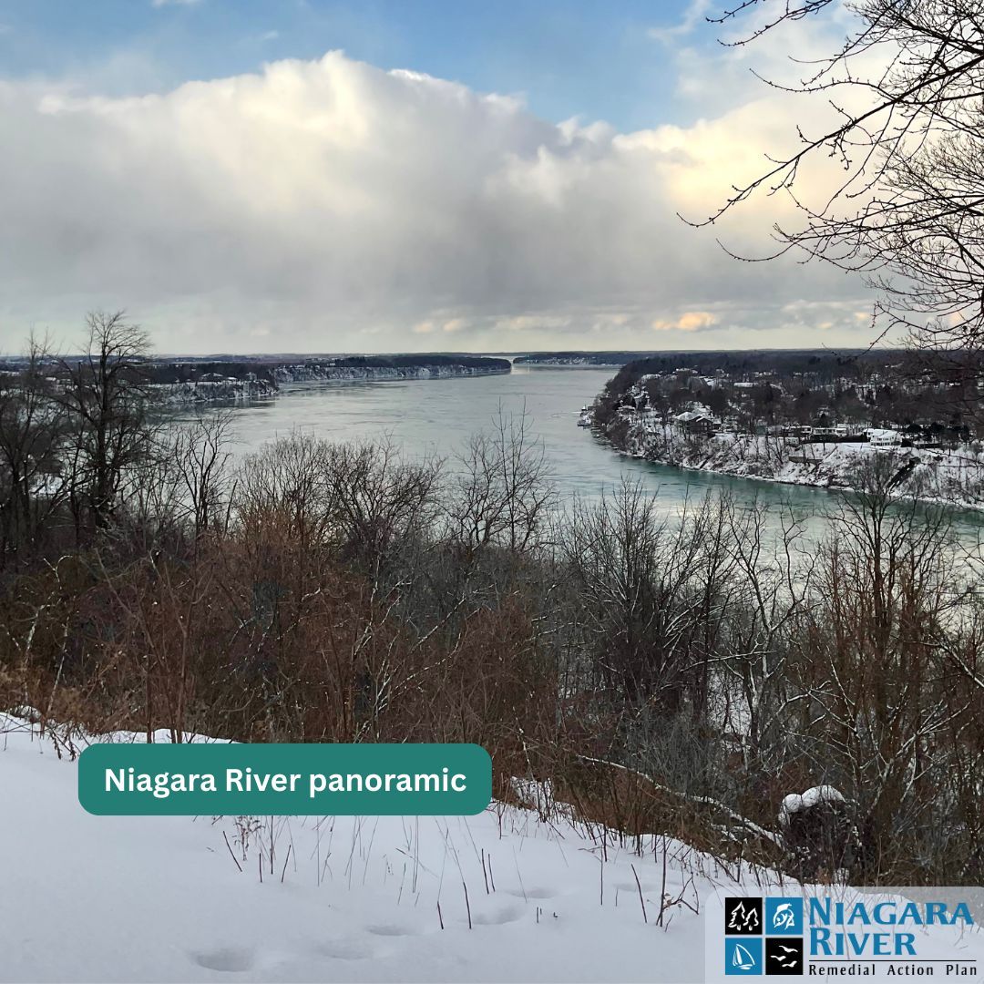 Niagara River RAP (Canada) tweet media