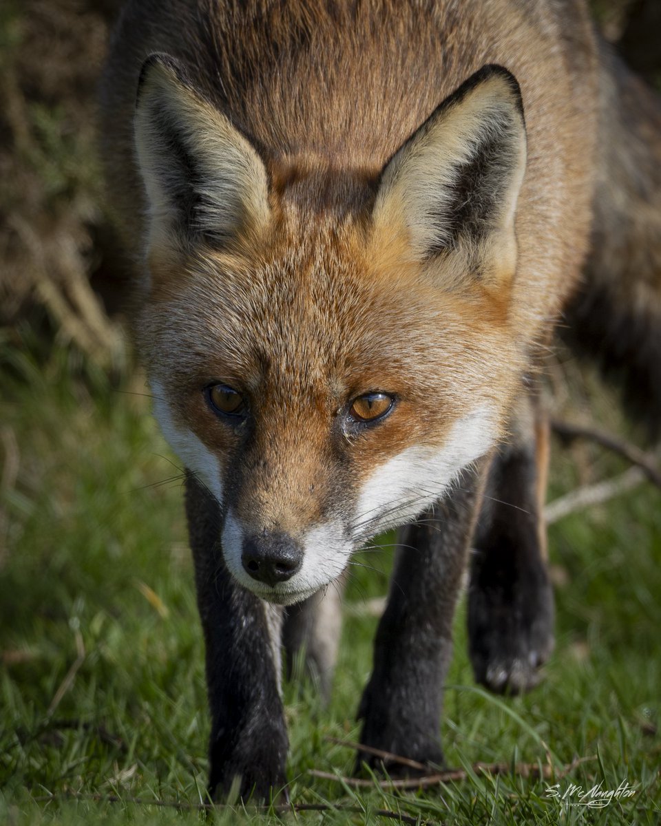 shaun mcnaughton tweet media