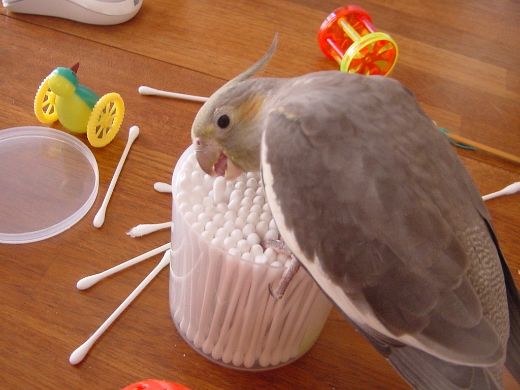 オカメインコ ココ (@tobejuco) / Posts / X