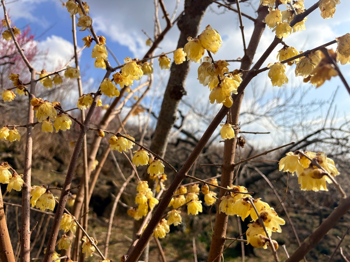 スズキ ミサキ (@sAngela1155604) / Posts / X