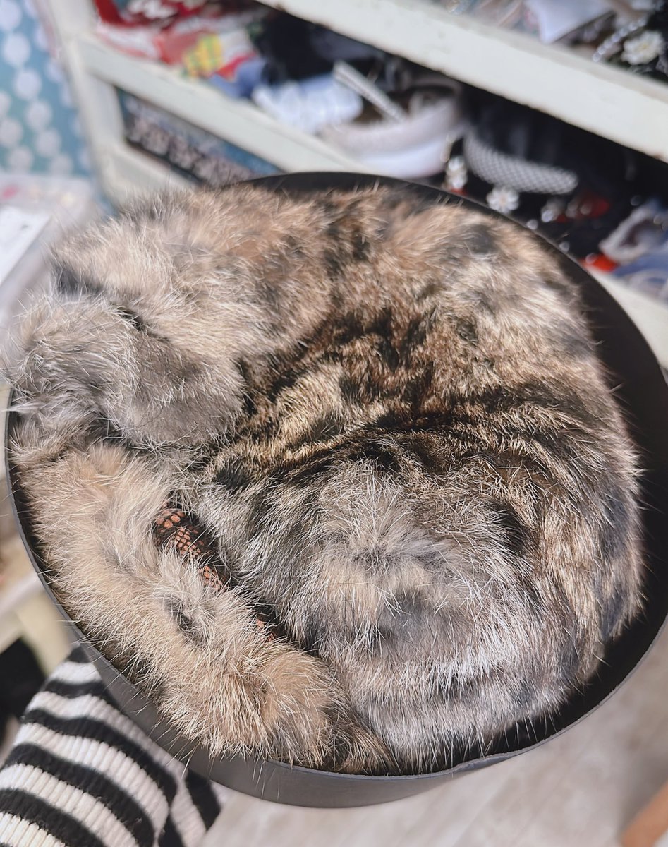 usagi_komachi's tweet photo. お客様が猫と勘違いして私のヘッドドレスに話しかけていた https://t.co/9VG8K8xj9w