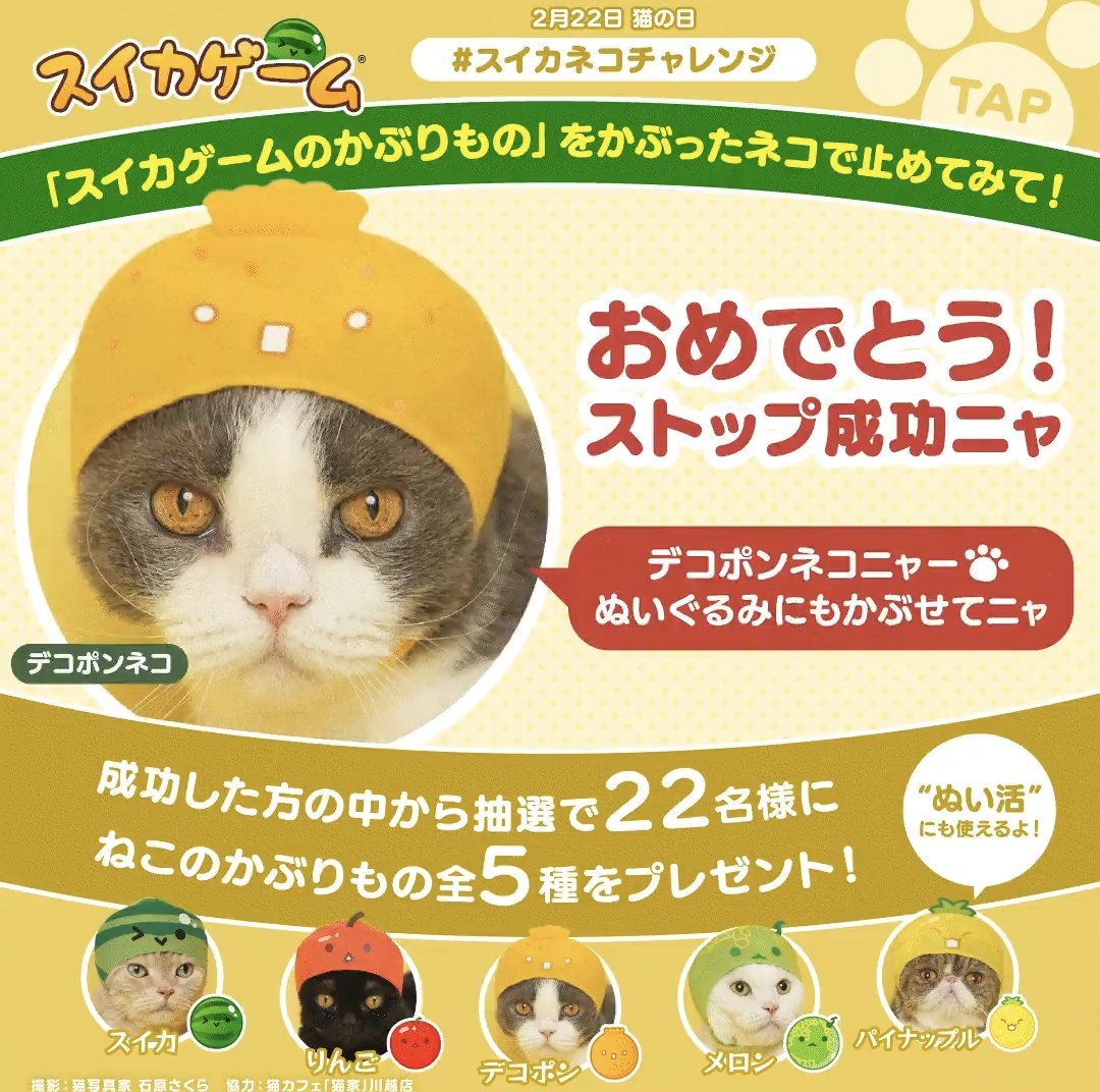 デコポンねこちゃんでした🐱