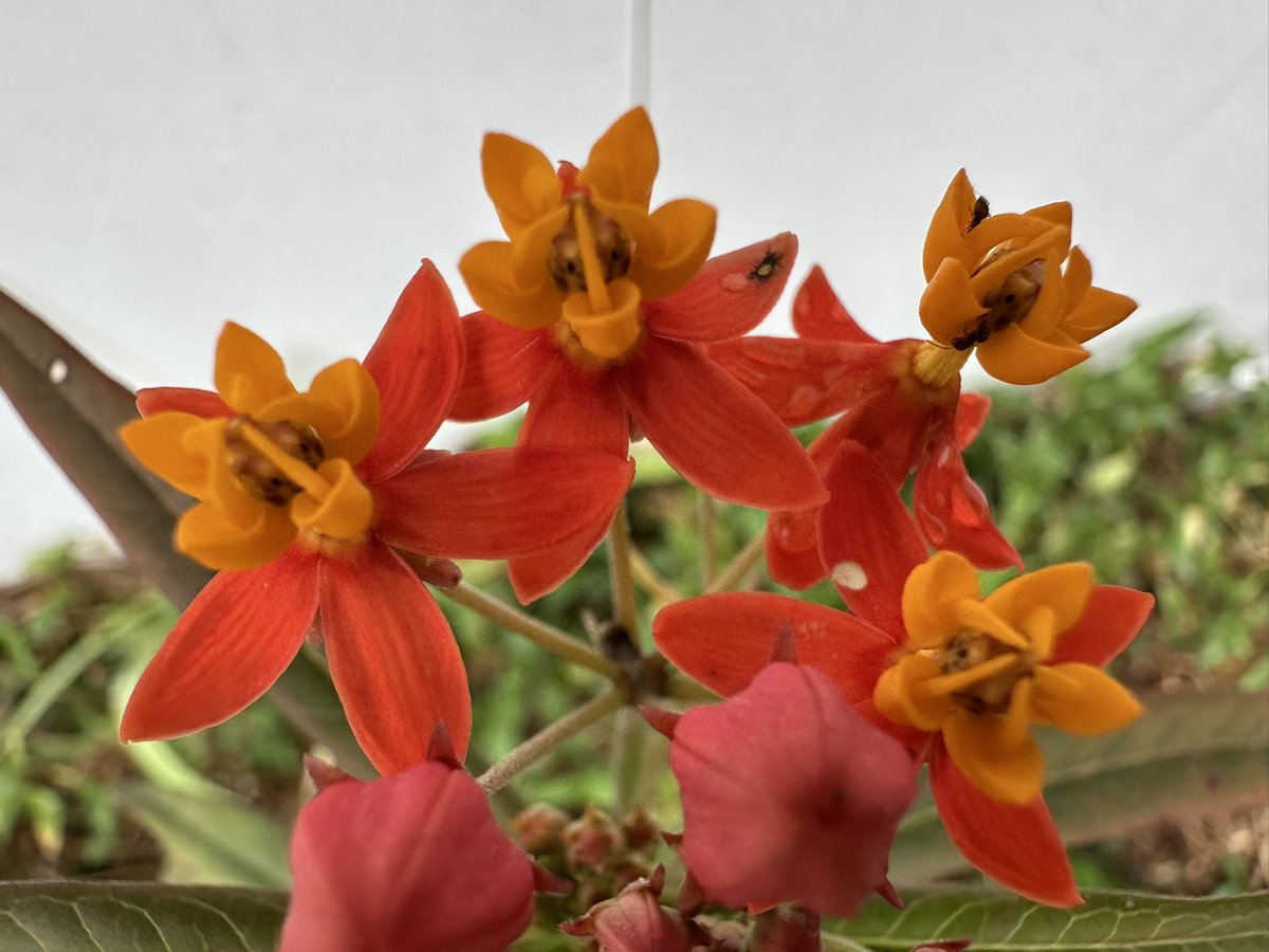 HolwadelRon's tweet image. Good Morning from the Cape 😎 When you’ve had enough, talk to God ✌️ #ronnierealestate #goodmorning #smile