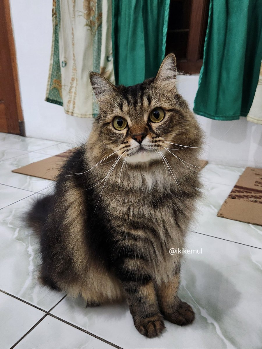 Kevin Mulia tweet media