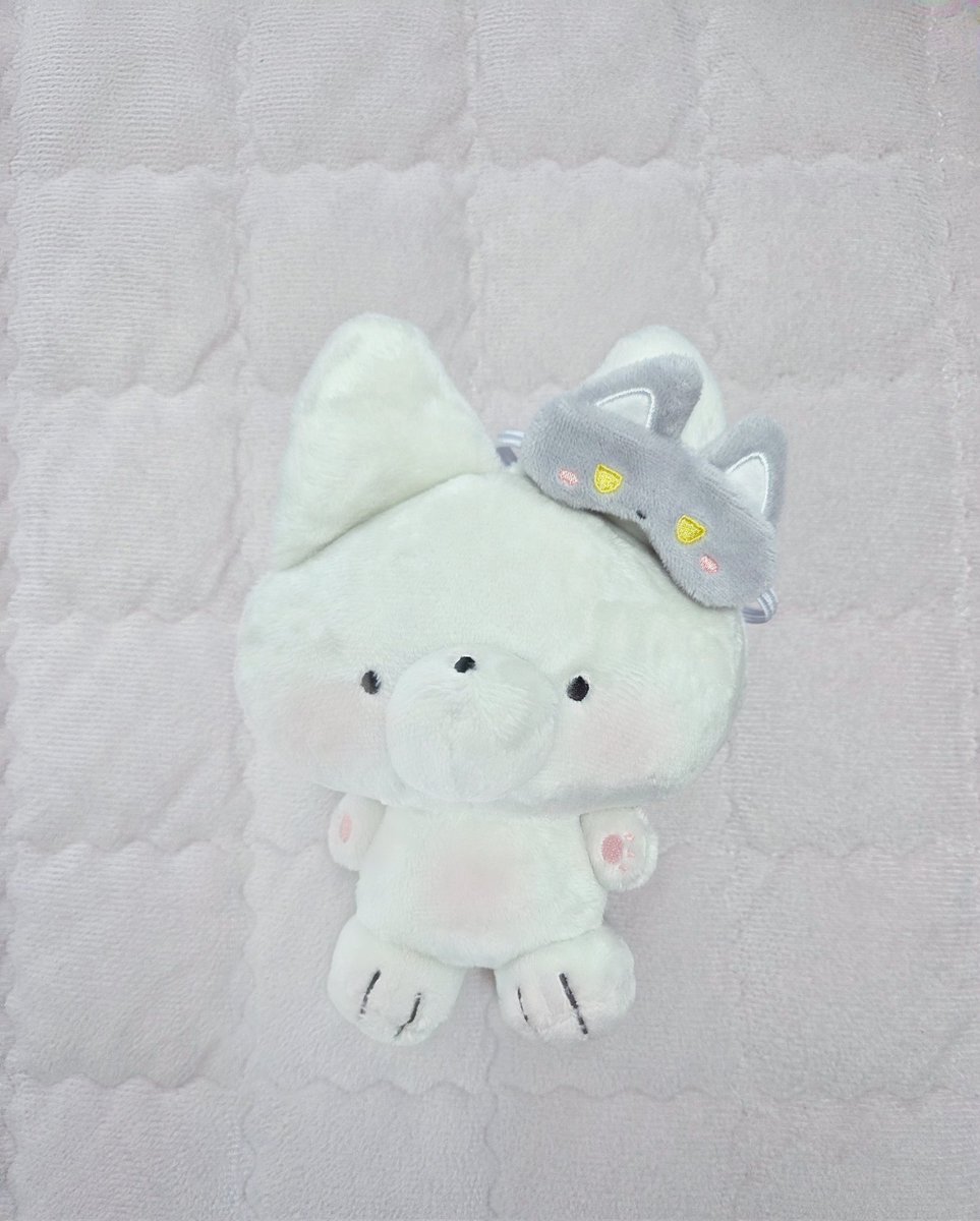 #솜깅은_비워둘_수_없습니다
#수면출근 
제게 바부까나지가 입양왓서요💕💕