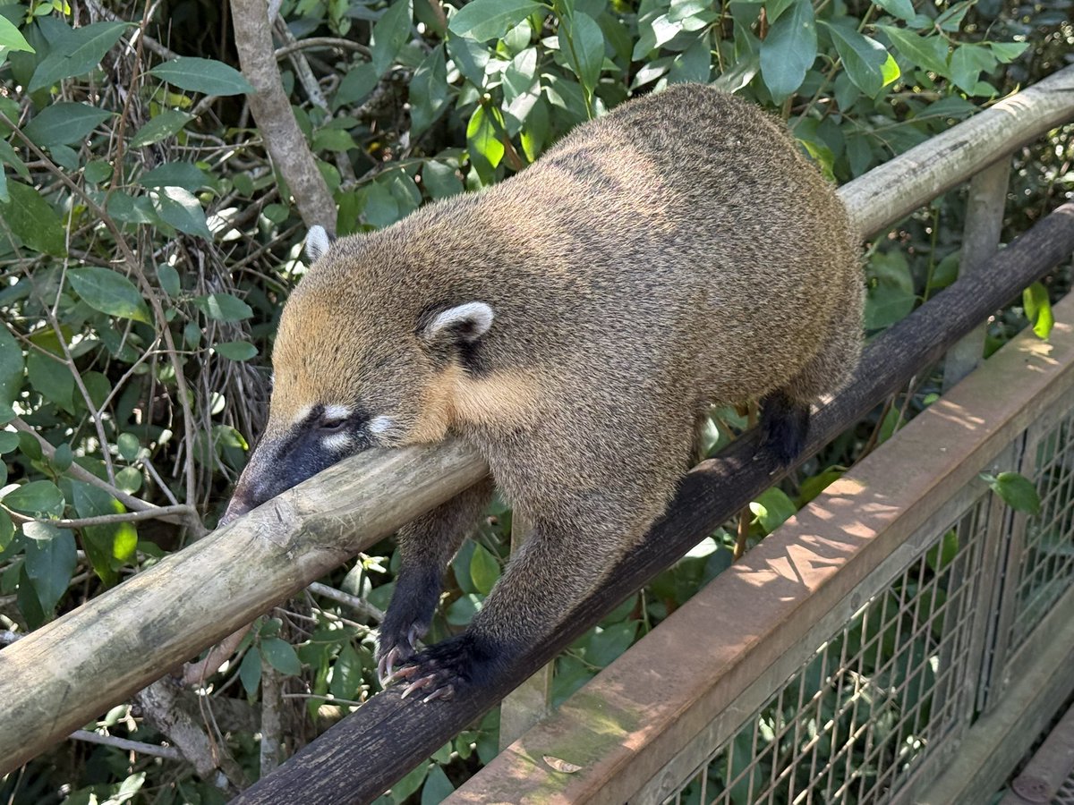 なう/Now🪢 tweet media