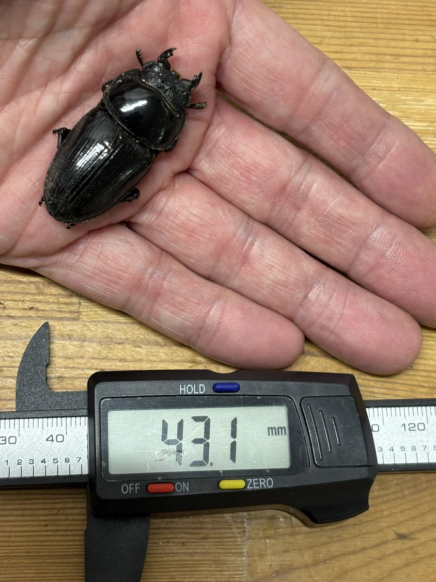 国産オオクワガタ 宮城県栗原市〇〇〇〇 激レア産地 自然早期羽化個体