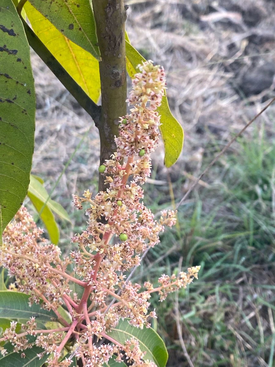 sidd_sharma01's tweet photo. Flowers turning into Mangoes!!!
Sabudana Mangoes captured by the Lil’ One!!!
#Mangoes #Mango #KingOfFruits #MangoVarieties #GrowingMangoes https://t.co/BGtnAsVLEb