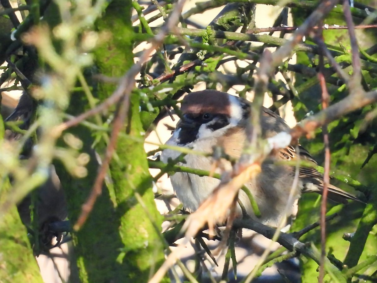 Ellie 🌲🌼🦜 tweet media