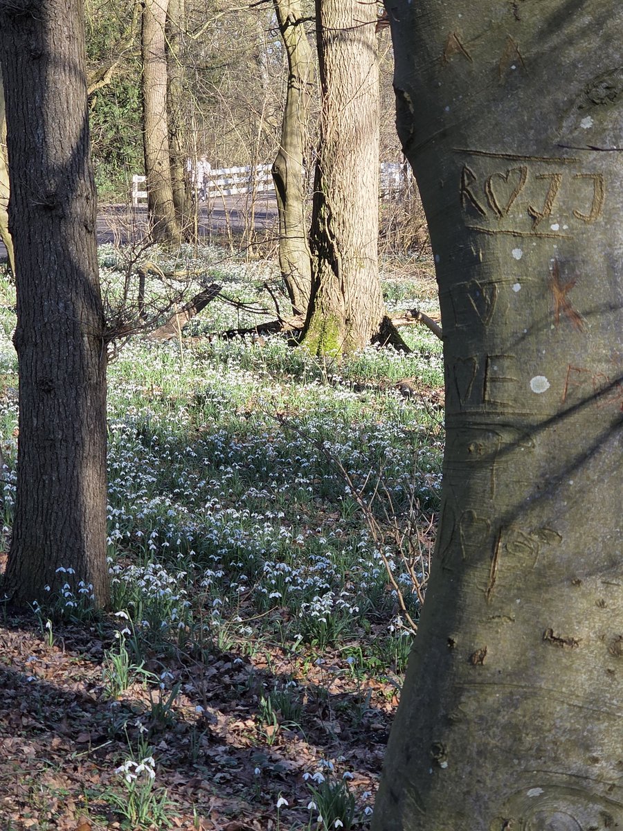 josephiensierag's tweet image. #ElkeDagEenFoto2026 Dag 59
Sorry, nog 1 keer #Sneeuwklokjes. Het begint op #Spam te lijken.
#AmsterdamseBos, velden vol ☺️
🌱🌱🌱🌱🌱🤍🌡🌤