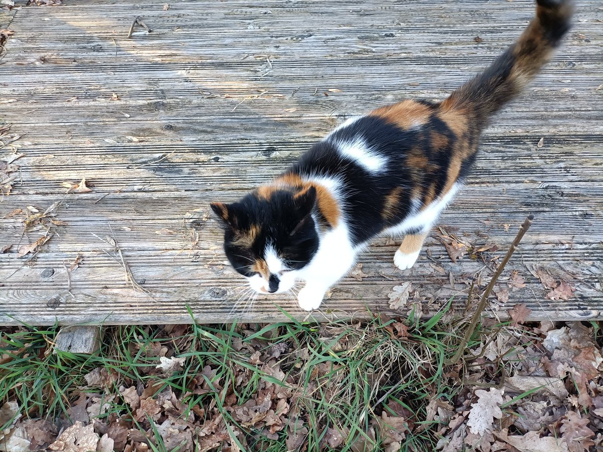 𝕋𝕚𝕥𝕚-ℙ𝕠̂𝕠̂ 🌜🫧 coms open!! tweet media