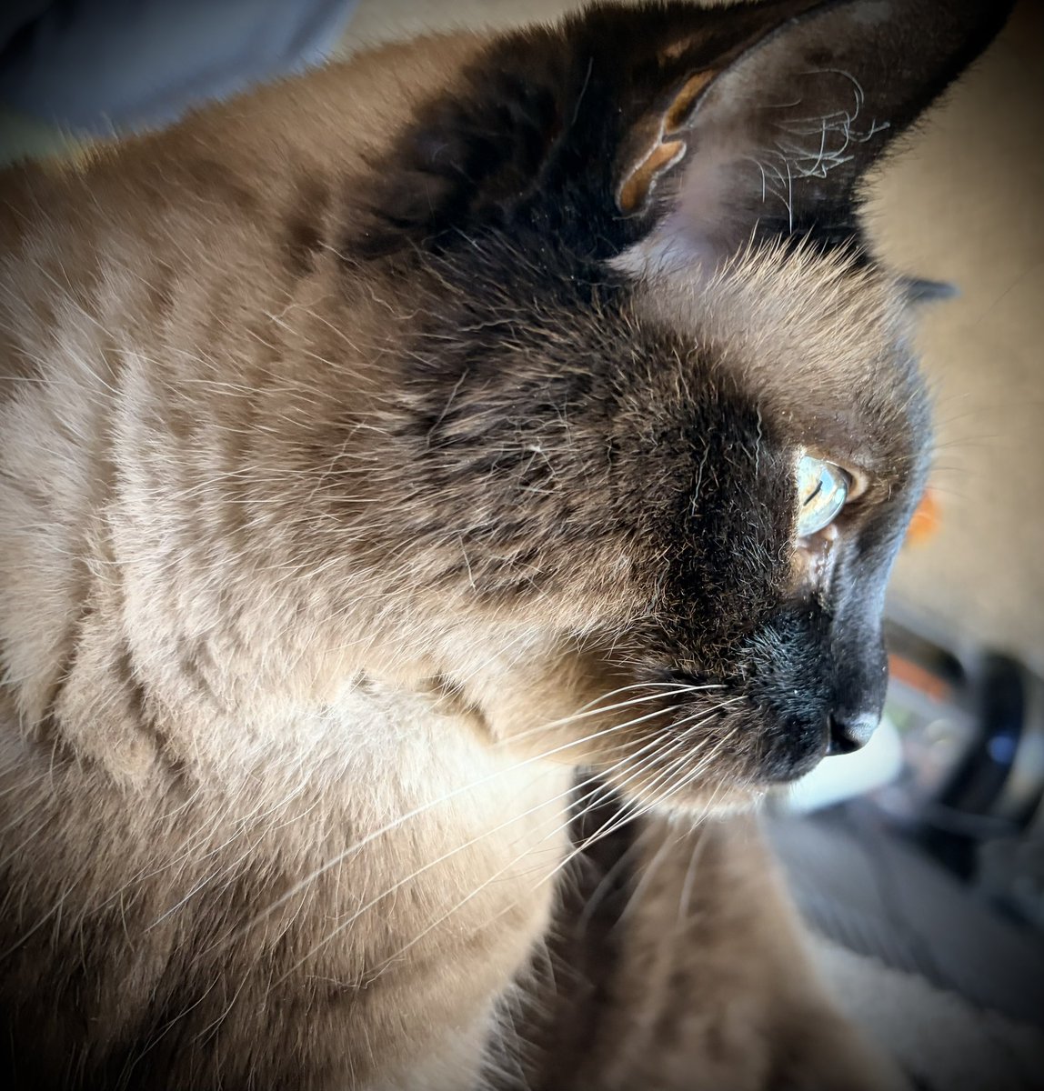 BruceLeroyCat's tweet photo. #CatLife #VanLife #Caturday https://t.co/c0mhmEyBeH