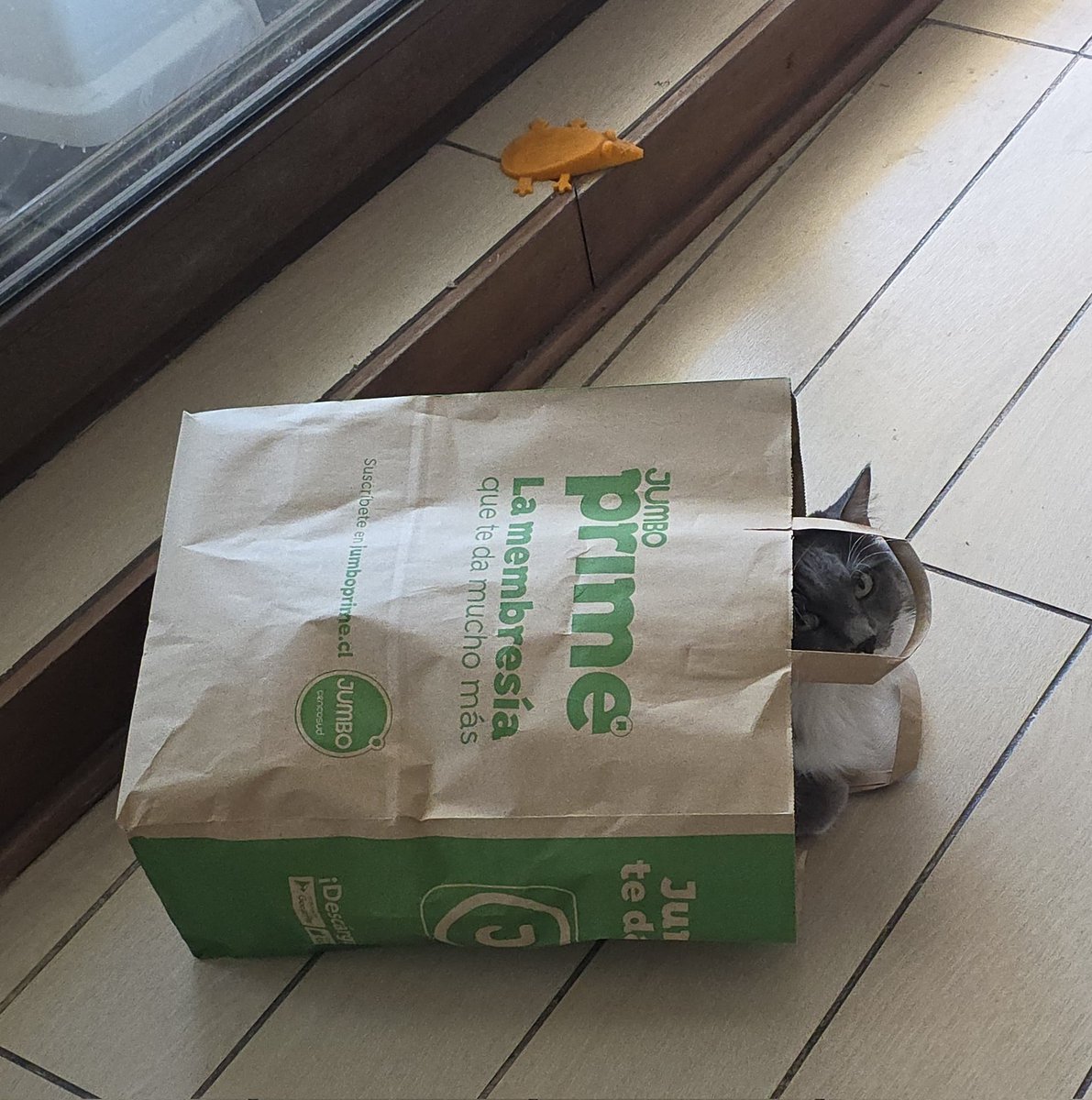 Faraona del Derecho tweet media