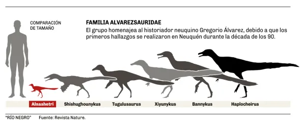 🇦🇷 Un #fossile argentin : #Alnashetri bouleverse l’histoire des alvarezsauroïdes !
Ce minuscule #dinosaure montre que le groupe était déjà diversifié et réparti sur la Pangée, sans “miniaturisation” évolutive.
#Theropoda #Alvarezsauridae

🔎 sciencesetavenir.fr/archeo-paleo/p…