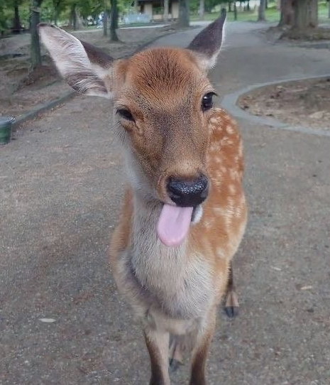 BIZI 【CEO OF 🍎💫/inactive until monday】 tweet media