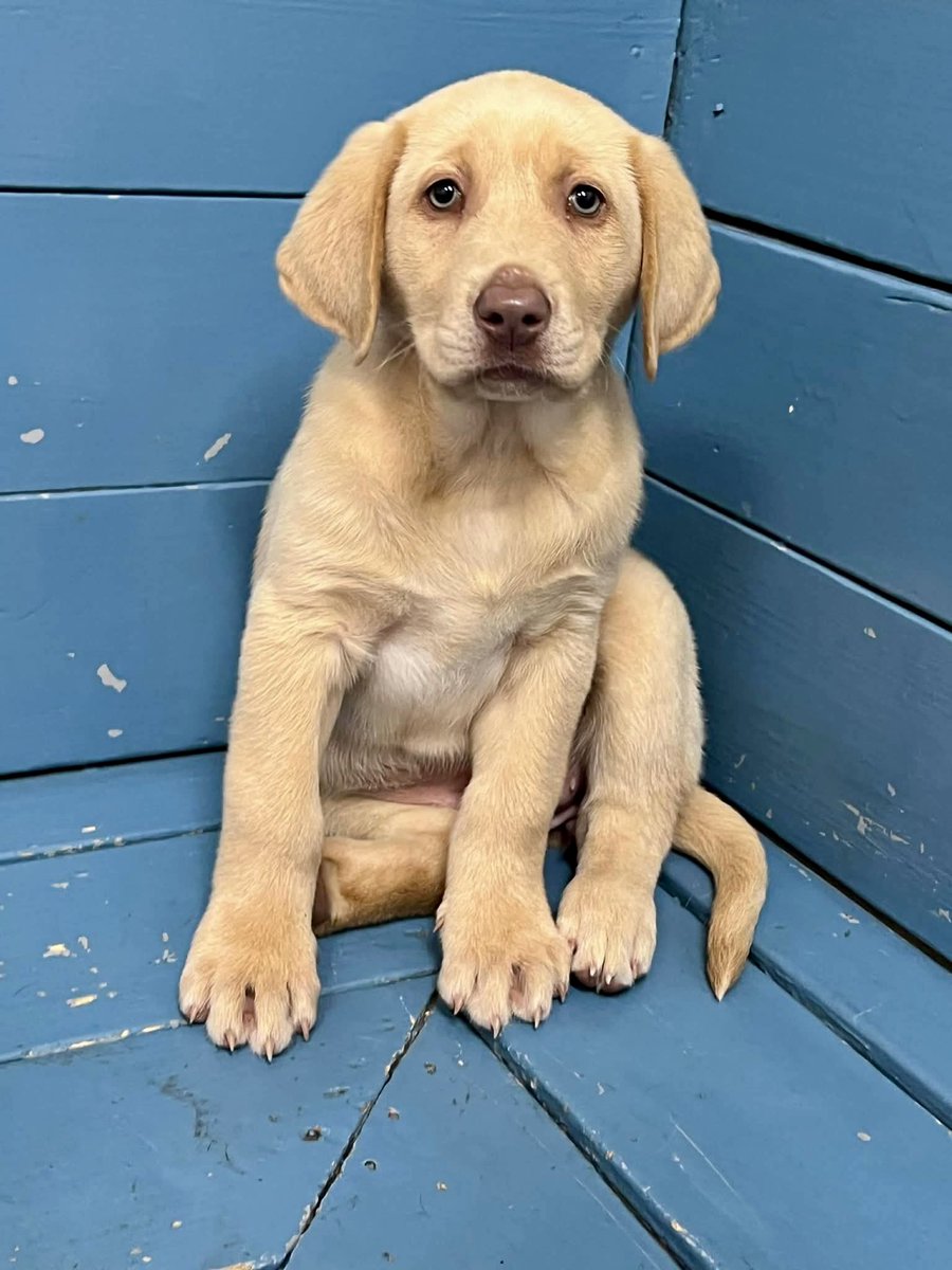 Jackson & Willow tweet media