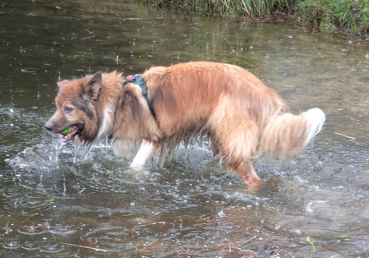 CamasTheCollie's tweet photo. Raining again. 🐾🐾🌧️🌧️🌧️🙂
#BorderCollie
#Paddling
#ThrowIt
#SoggySaturday https://t.co/vfTEYdU3zv