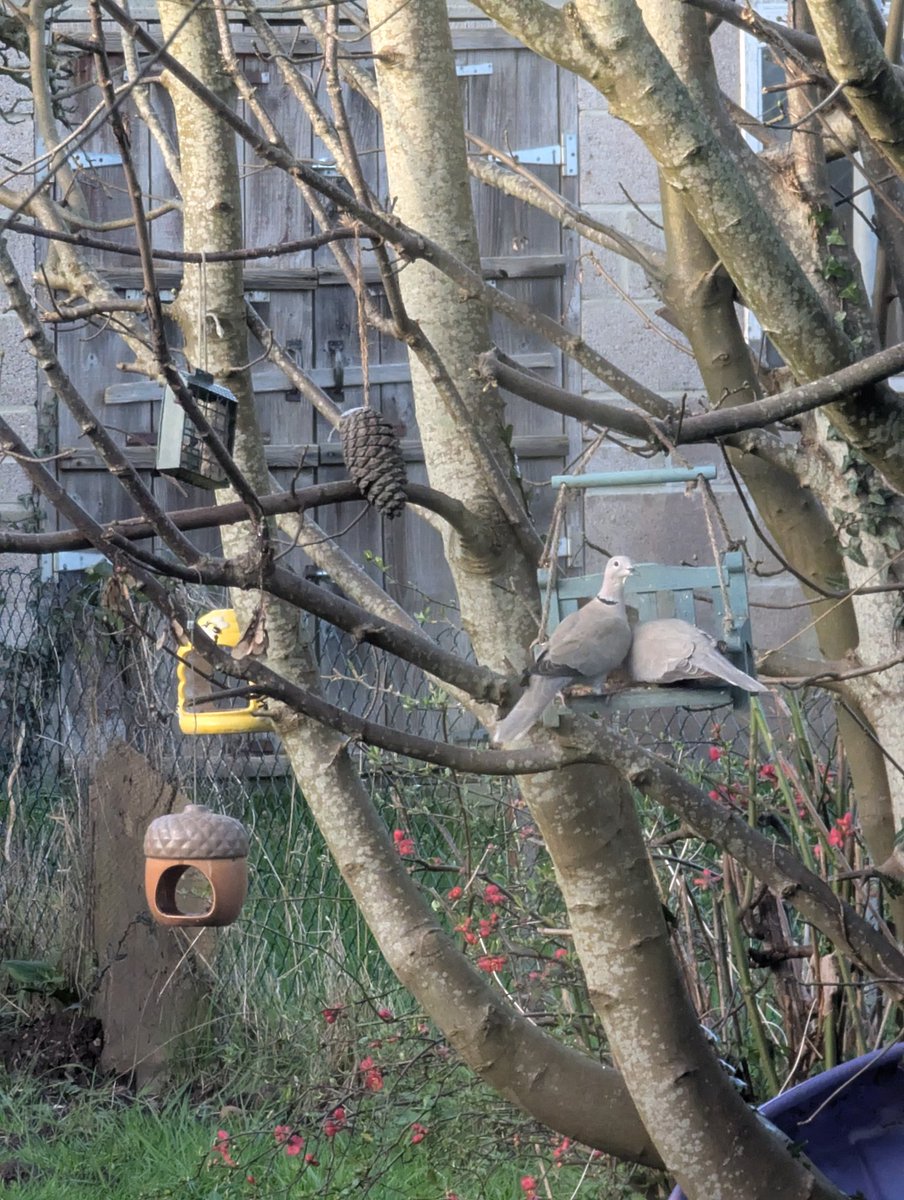 NerdyBirdGames's tweet image. Two doves in our garden have been coming back daily for years, they're so cute. They're both on the bench eating seed. 

#threadofgold @ThreadofGold1 #smallbeautieshour #smallbeauties  #becauseofclem