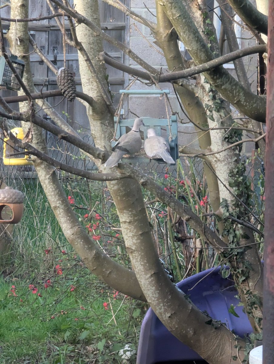 NerdyBirdGames's tweet image. Two doves in our garden have been coming back daily for years, they're so cute. They're both on the bench eating seed. 

#threadofgold @ThreadofGold1 #smallbeautieshour #smallbeauties  #becauseofclem