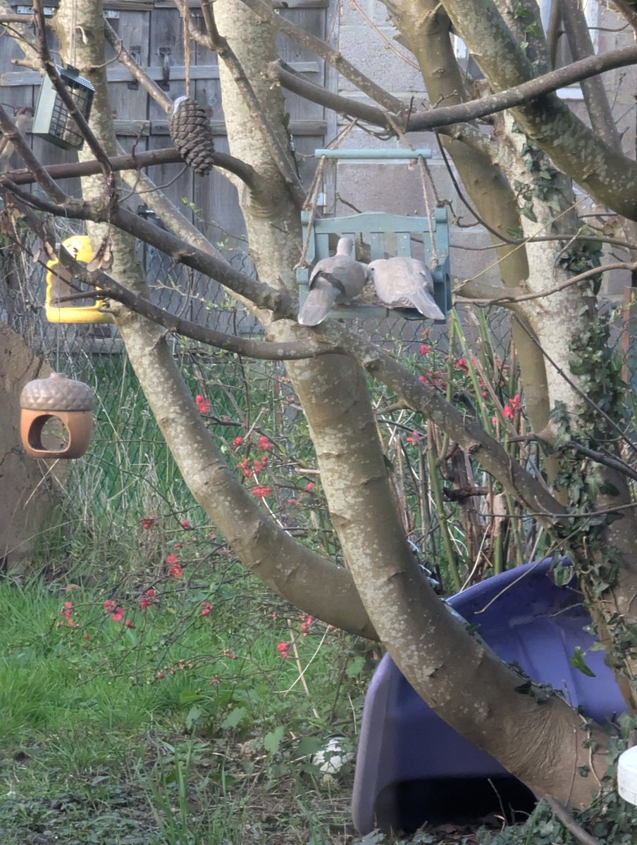 NerdyBirdGames's tweet image. Two doves in our garden have been coming back daily for years, they're so cute. They're both on the bench eating seed. 

#threadofgold @ThreadofGold1 #smallbeautieshour #smallbeauties  #becauseofclem