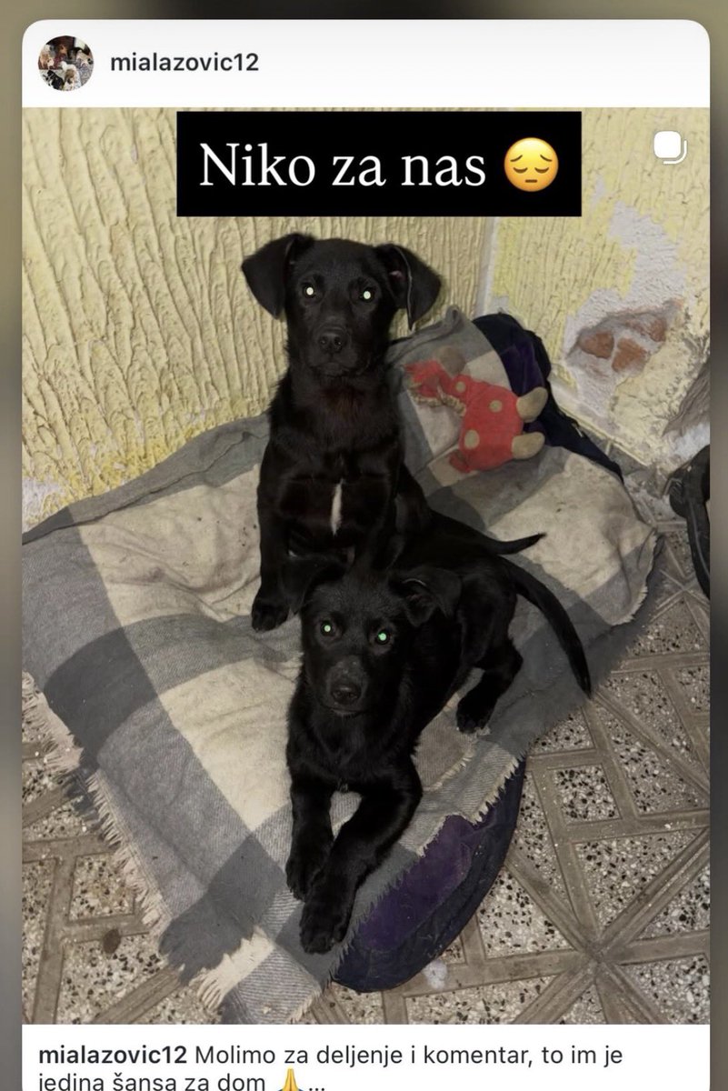 Devojka danima apeluje i niko se ne javlja da udomi ove lutkice 😞 Mužjak i ženka ( brat i sestra), molim vas ko moze rt i ako neko želi da ih udomi javite se devojci na Ig mialazovic12 🙏❤️🍀