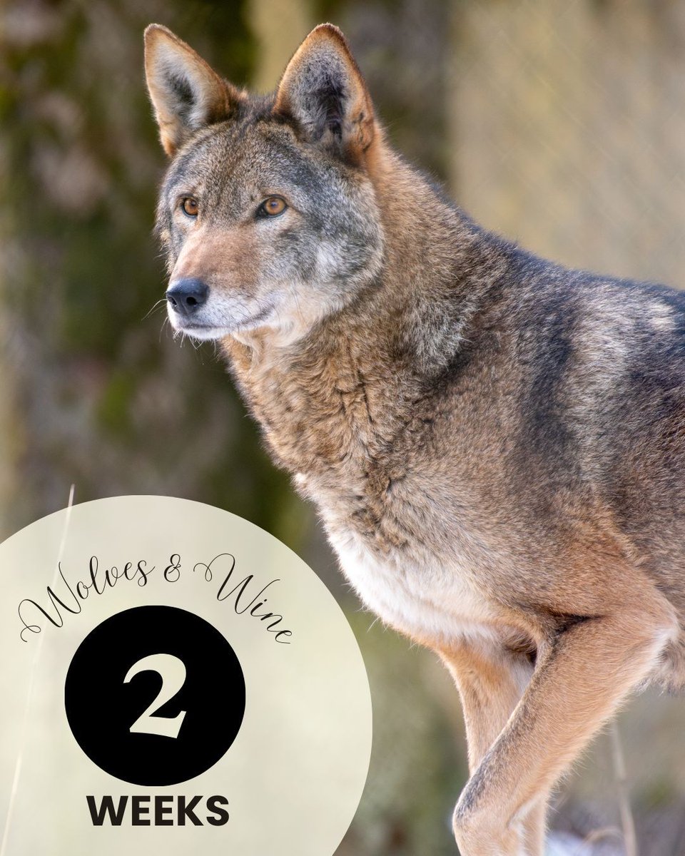 Wolf Haven International tweet media