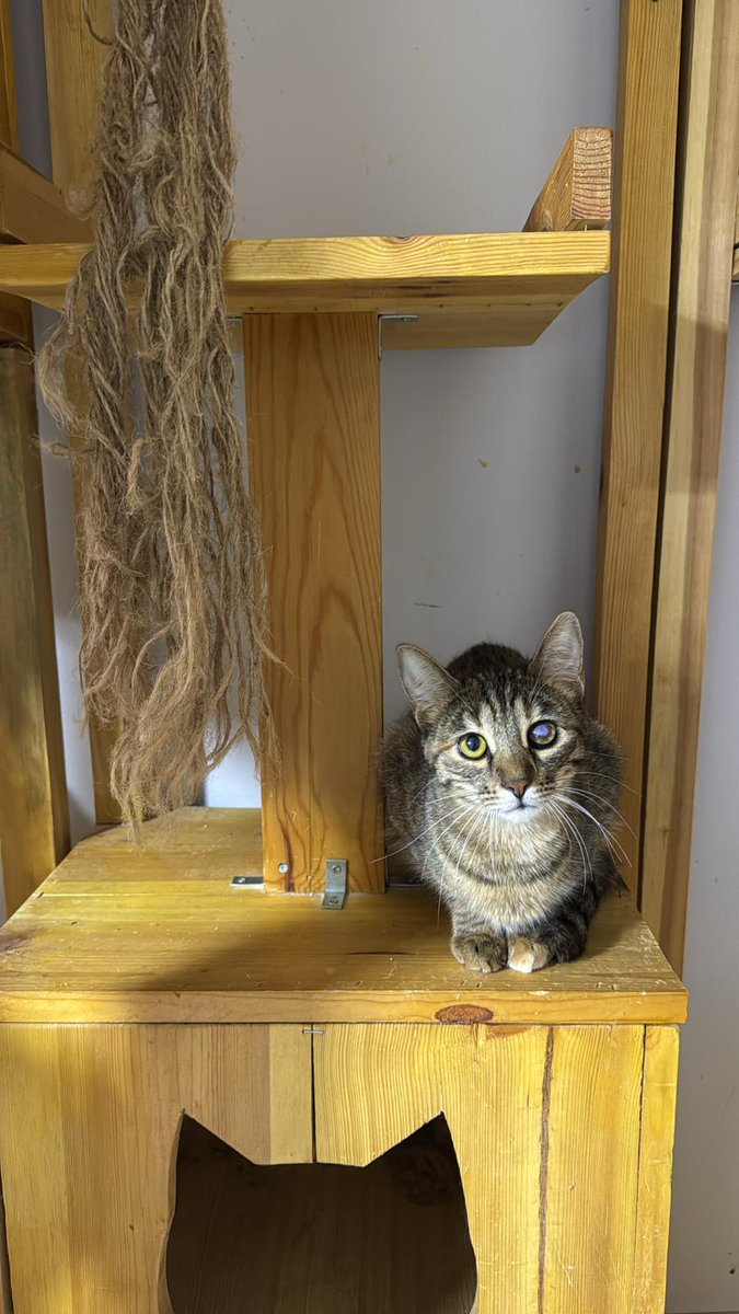 İyileşsin diye uzuun tedavi göz ameliyatı aylar geçen pansiyonda yuva arama süreci ve ben artık gerçekten pes ediyorum. Kiraz hazirandan beri yuva arıyor yaklaşık 10 aylık dişi karma aşıları yapıldı. Acil yuva arıyor.