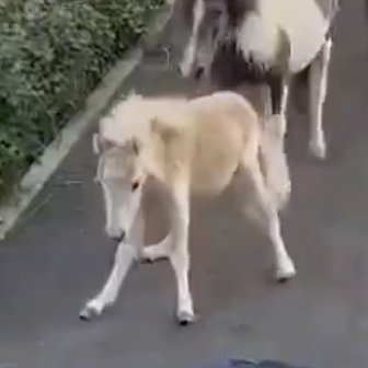 killmoves tweet media