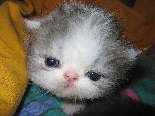 Catsillyness's tweet photo. https://t.co/2aQb9IedfY