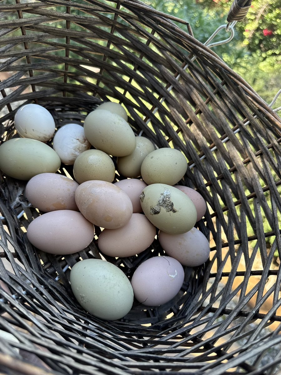SabinehazanMD's tweet photo. A cheerful Saturday morning to one and all, trolls included. True wellness isn’t found in a bottle of pills.

Woke up at 6:30 AM to greet those glorious first rays of sunrise, à la @DrJackKruse. https://t.co/bmFcGkgtKe