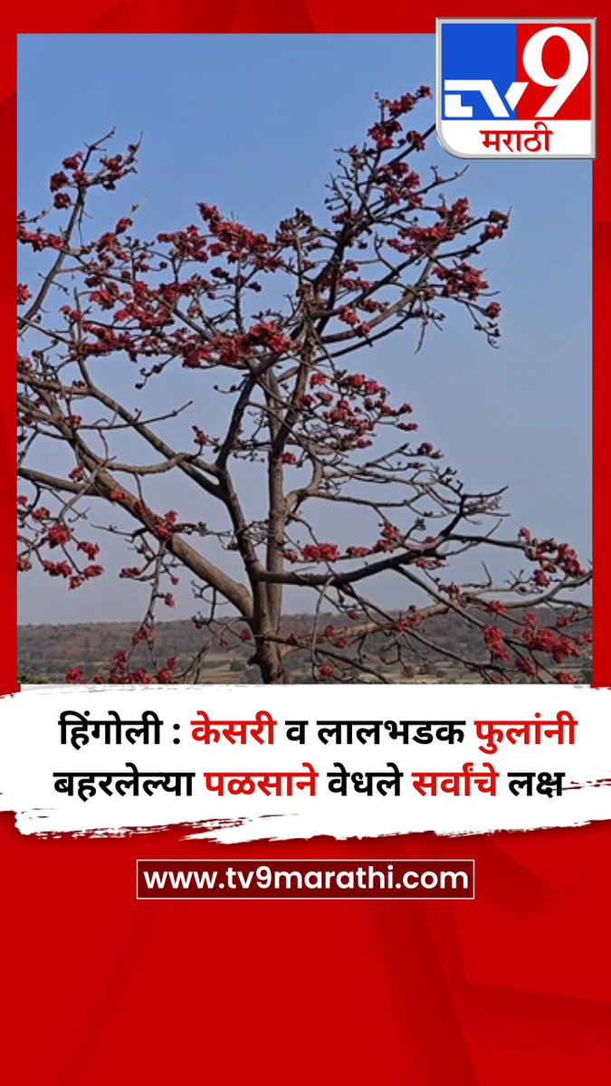TV9Marathi's tweet photo. हिंगोली : केसरी व लालभडक फुलांनी बहरलेल्या पळसाने वेधले सर्वांचे लक्ष  
https://t.co/BgrKb2Csul
#hingoli #palas #hingolinews https://t.co/I3M81T8DdG