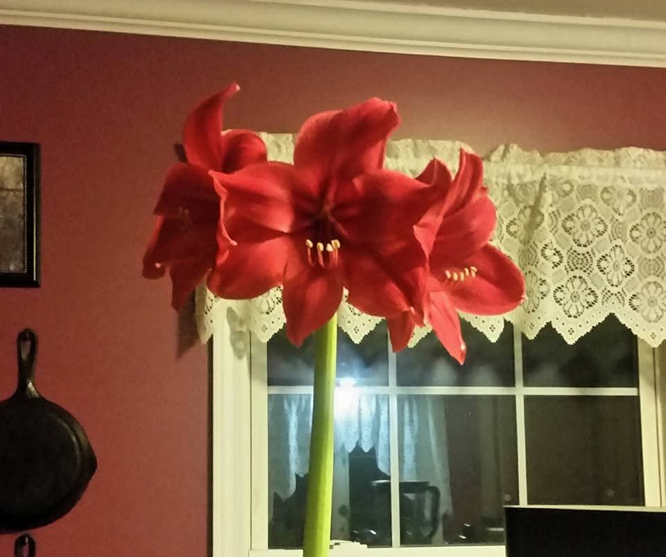 Insignificant Middle Child tweet media